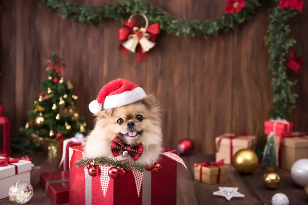 How to Make Your Christmas Dog-Friendly