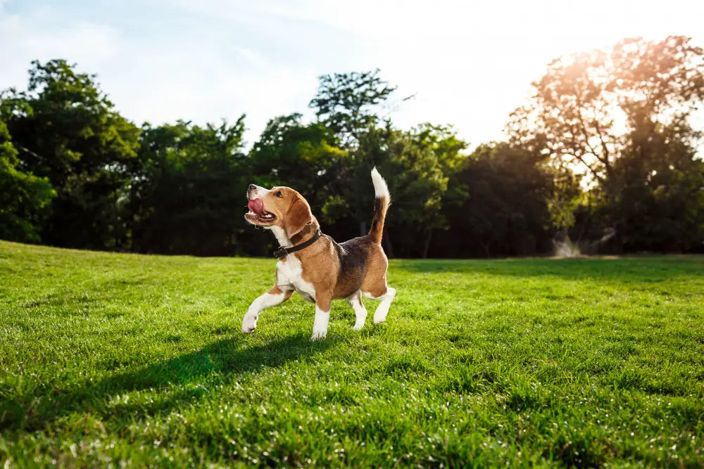 Understanding Your Dog's Behaviour to Strengthen Your Bond