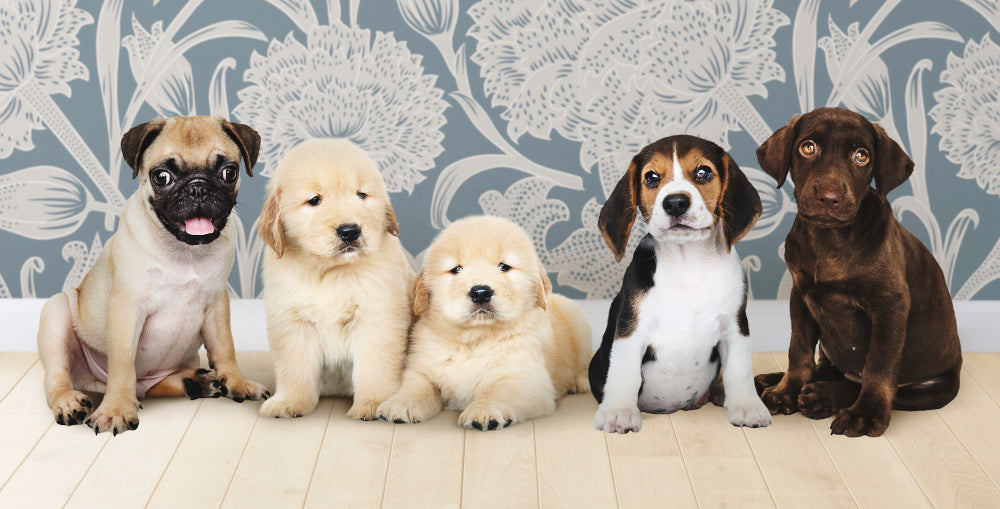 Most Popular Dog Breeds in the UK