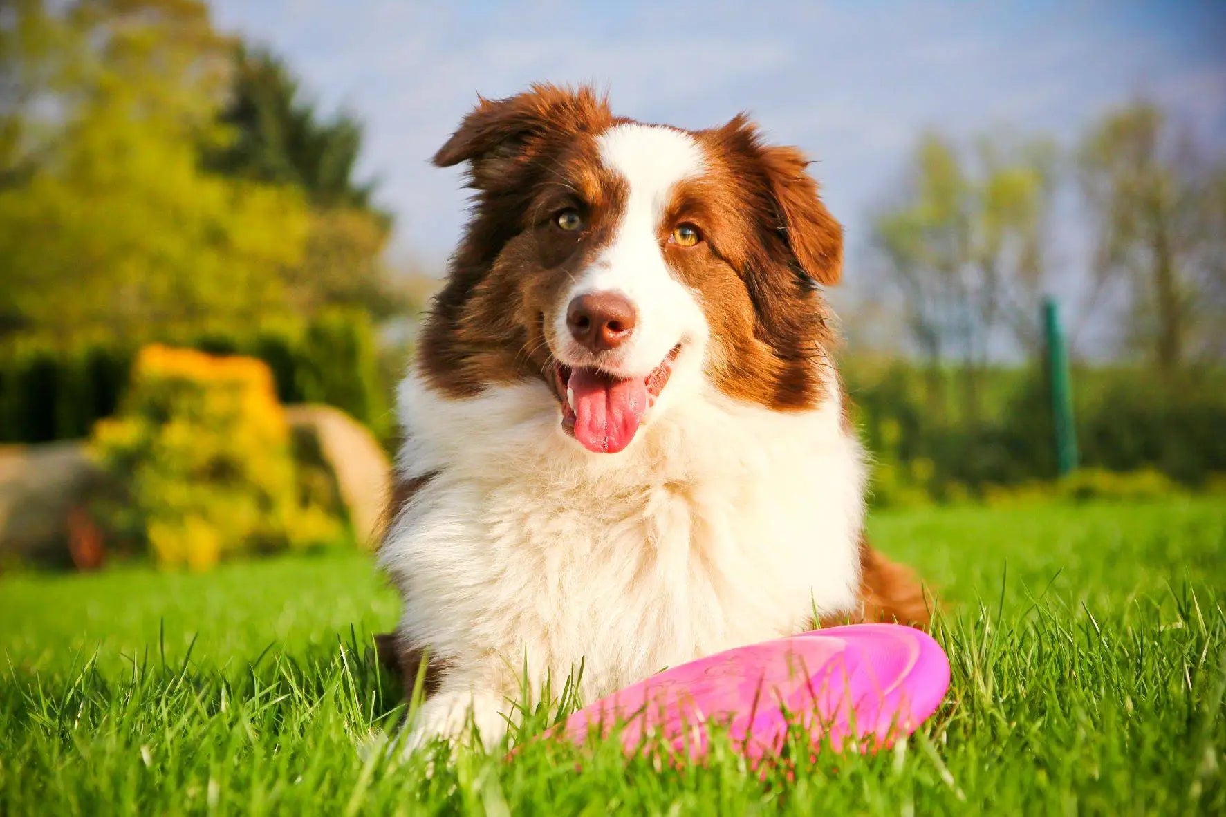 Tips for Creating a Dog-Friendly Garden