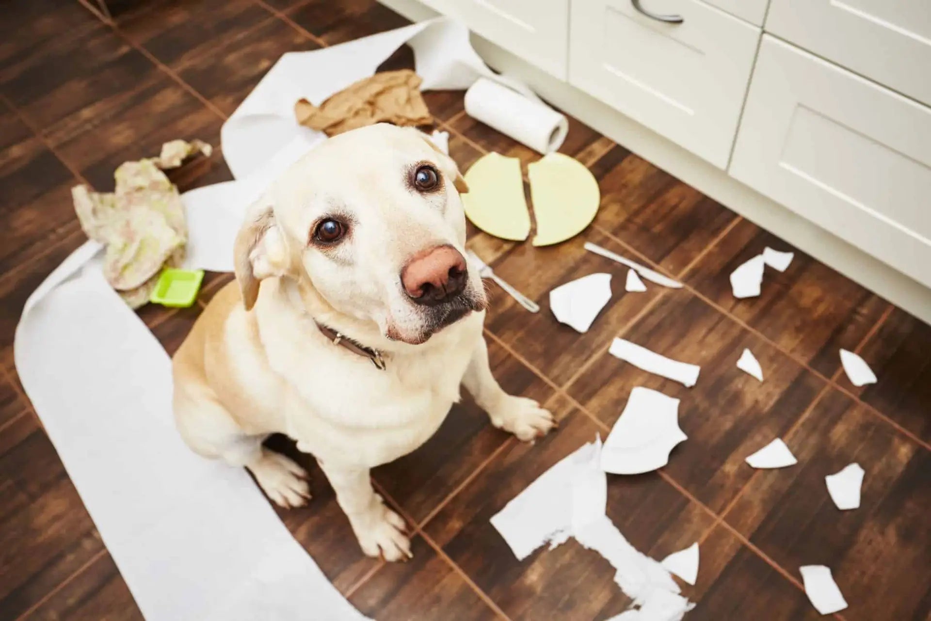 How to Fix Dog Behavioural Problems Caused by Lockdown
