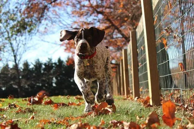 Building a Positive Association: Making Your Dog Love Their Kennel