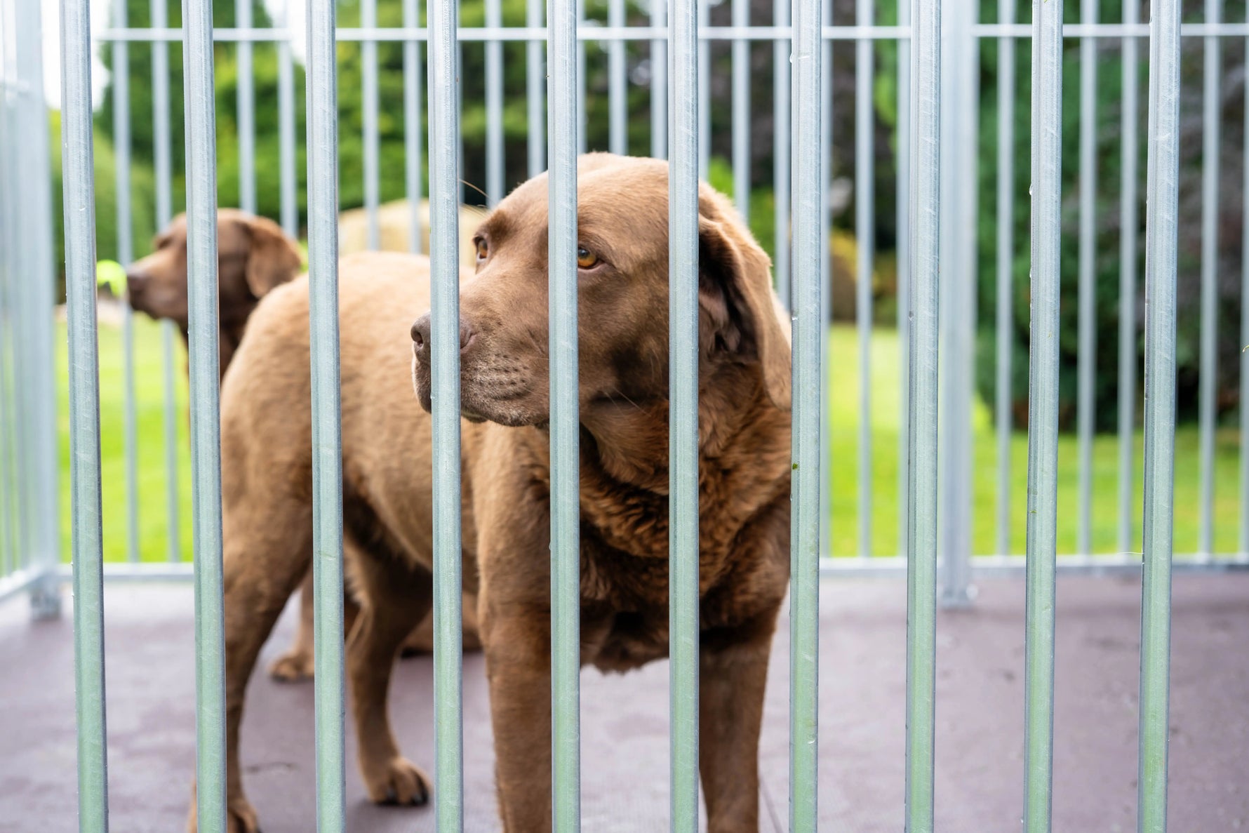 What Is A Working Dog