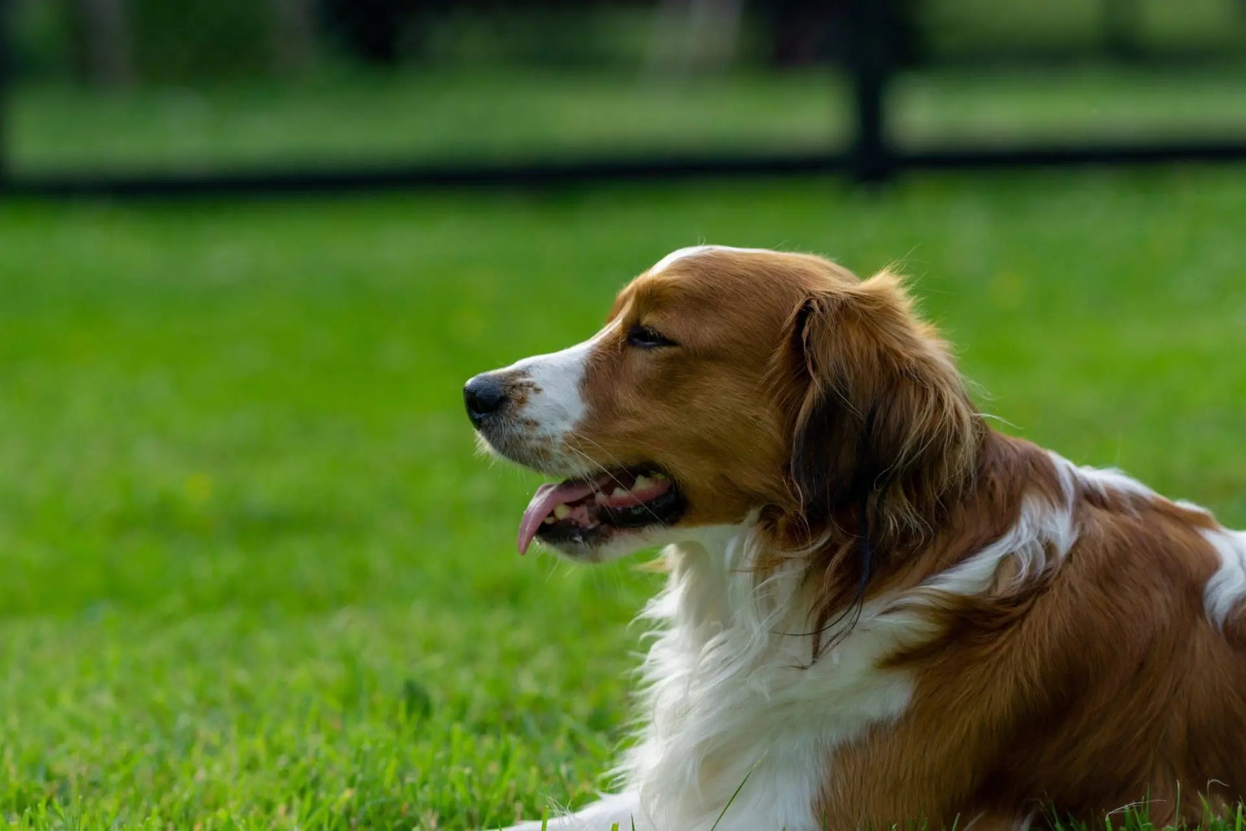 Dog Kennel Flooring Ideas
