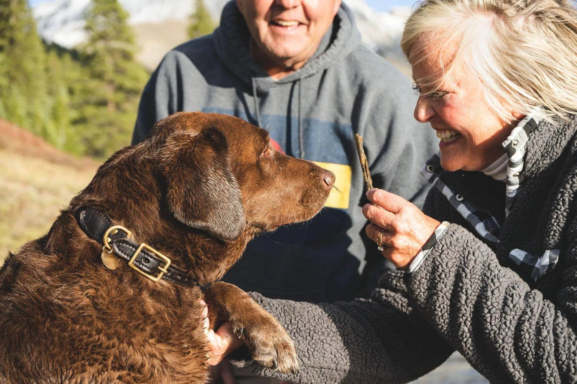 How Big Should an Outdoor Dog Kennel Be?