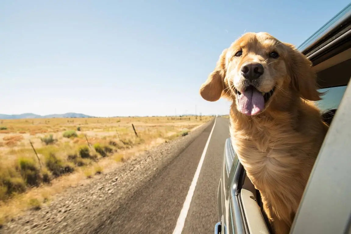Preparing Your Dog and Kennel for Outdoor Adventures: Safety Measures for Hiking, Camping, and Travel