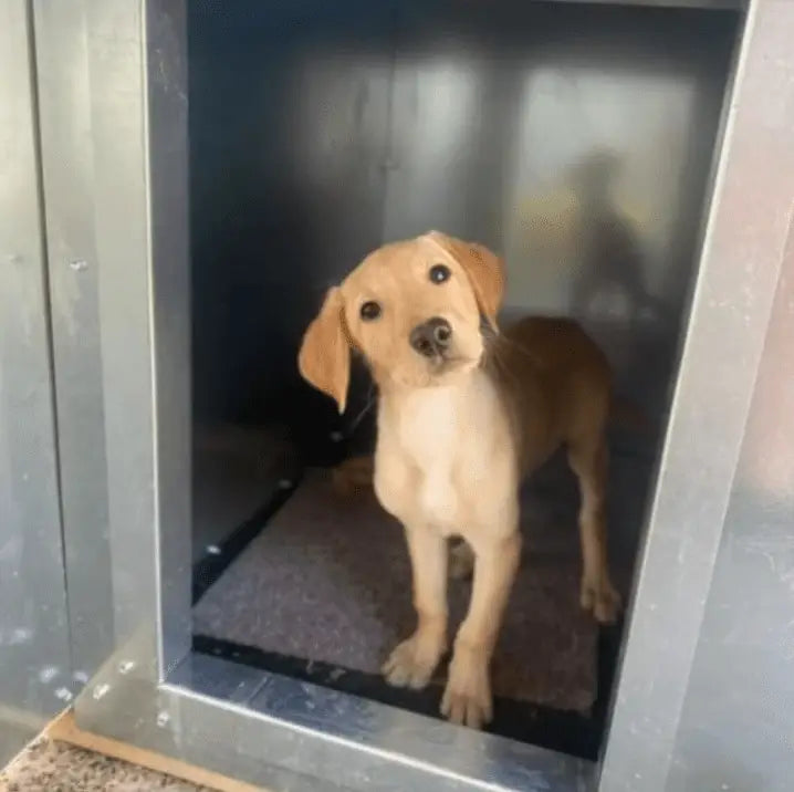 Understanding Dog Behaviour in Kennels