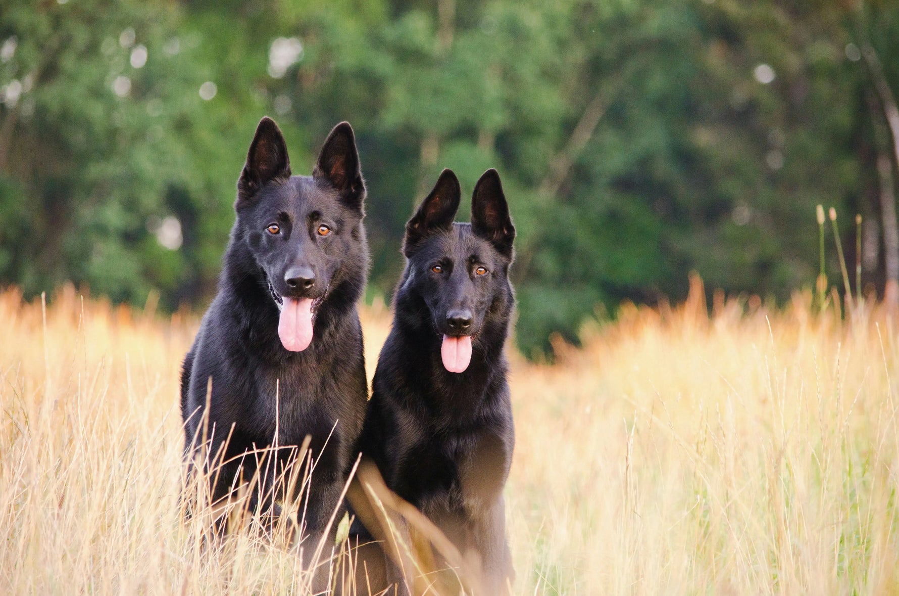 What Is The Best Guard Dog Breed