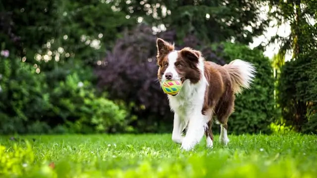 How Long Can You Leave A Dog Alone?