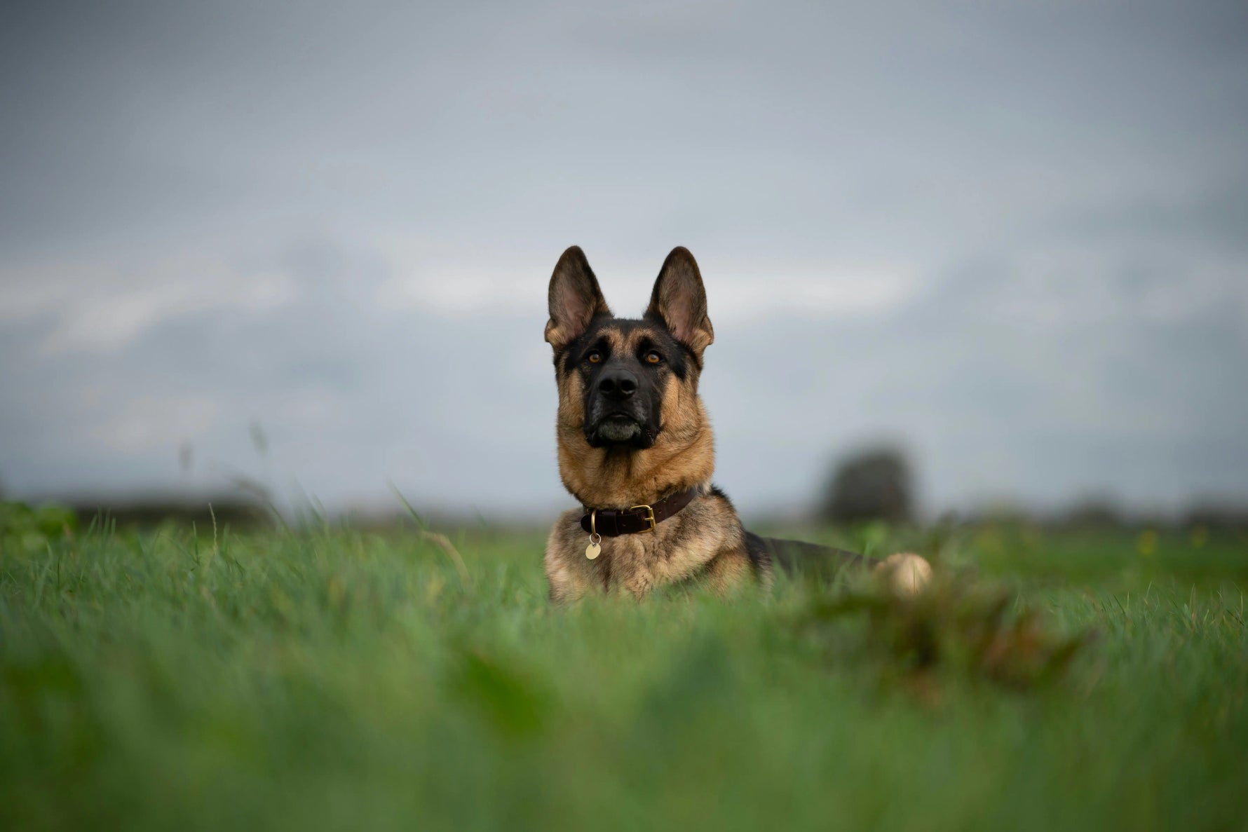 Are Protection Dogs Safe