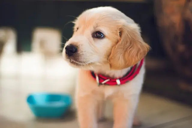 When Do Puppies Stop Growing