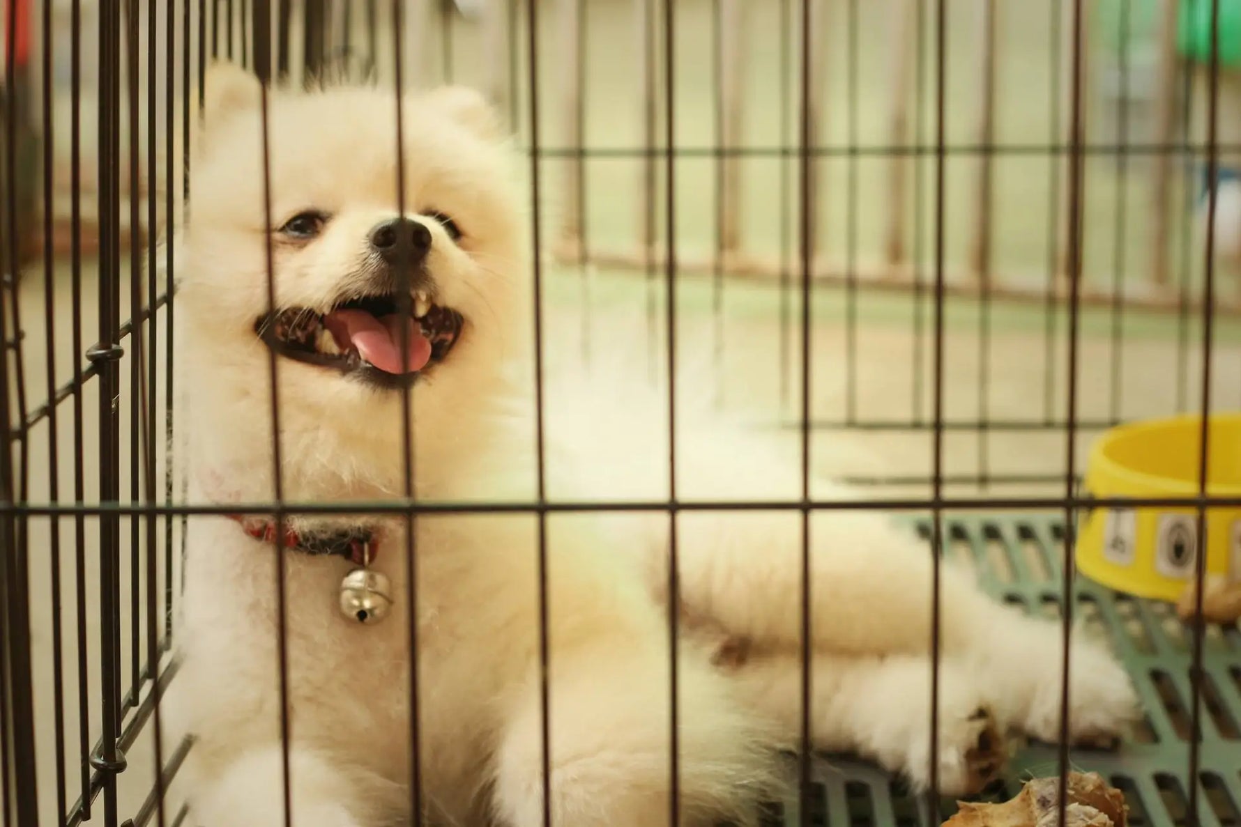 What Your Dog Needs in Their Kennel: Keeping Your Pet Warm in Winter, Cool in the Summer, and Comfortable All the Time