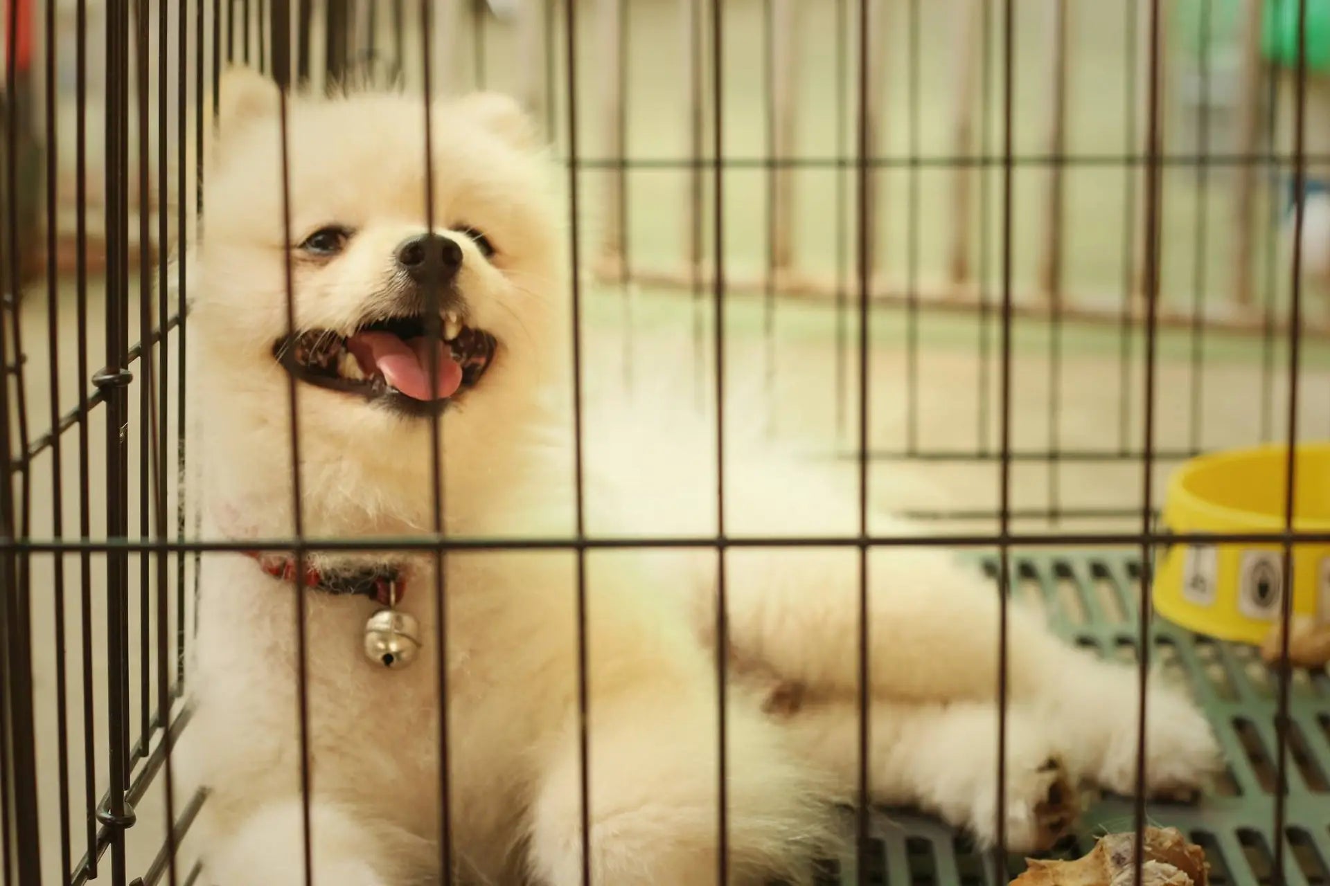 What Your Dog Needs in Their Kennel: Keeping Your Pet Warm in Winter, Cool in the Summer, and Comfortable All the Time