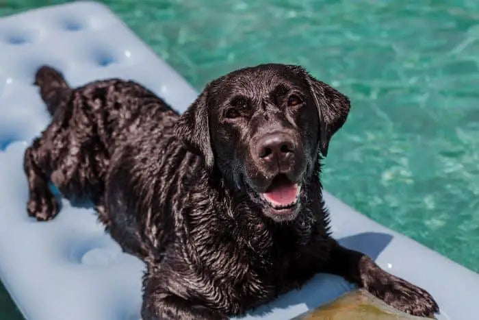 Dog Hydrotherapy: What Is It and What Are the Benefits?