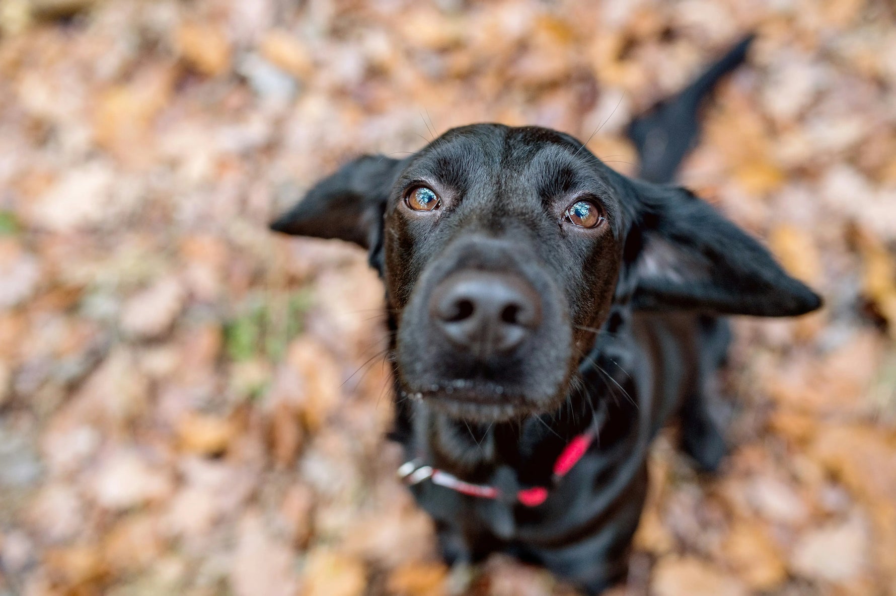 Why Do Dogs Stare at You?