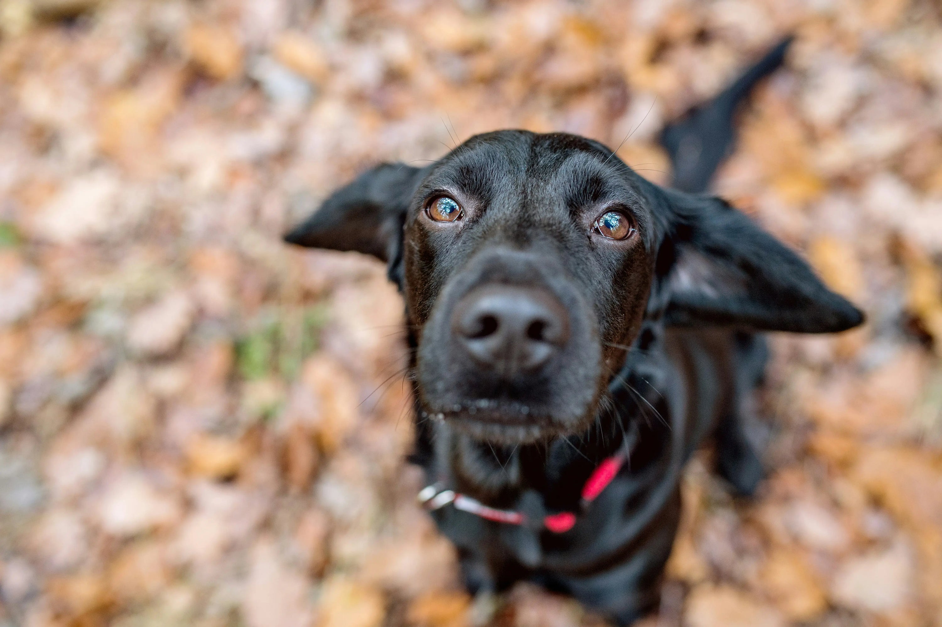Why Do Dogs Stare at You?