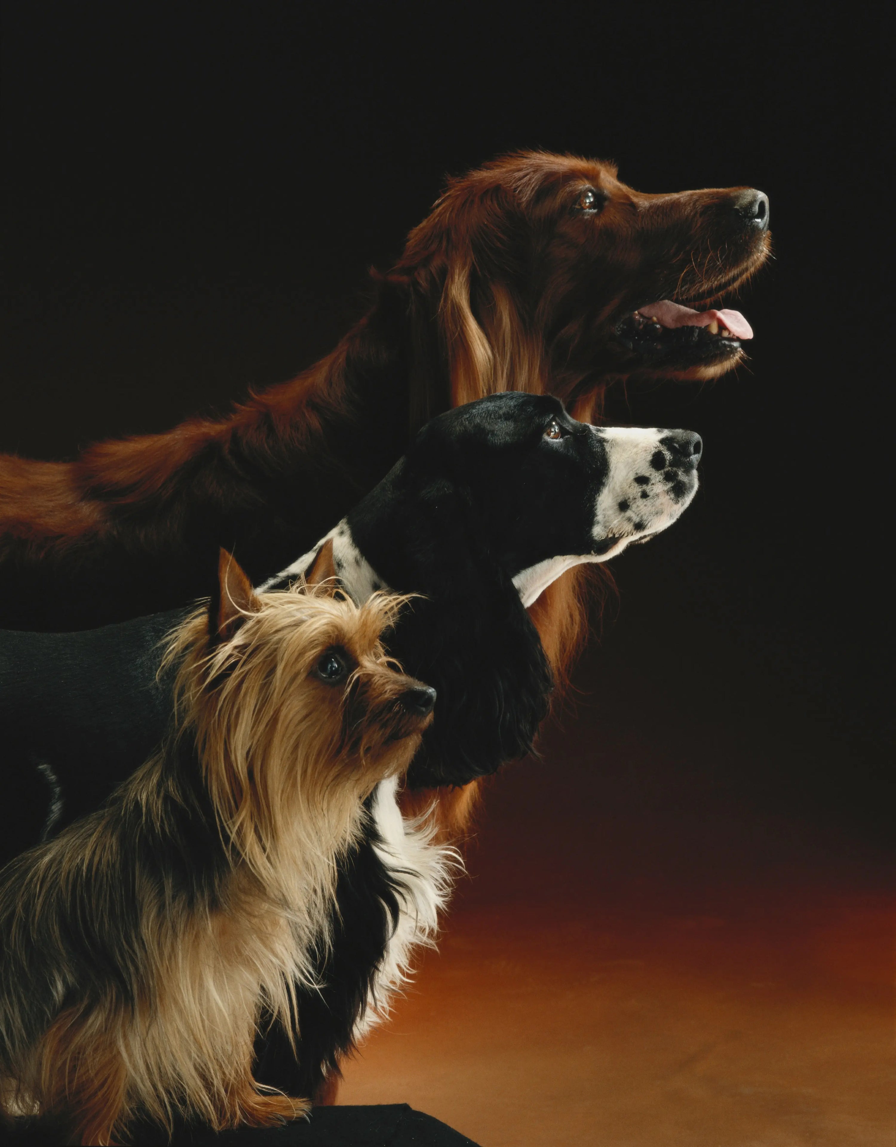 What Does Kennel Club Registered Mean