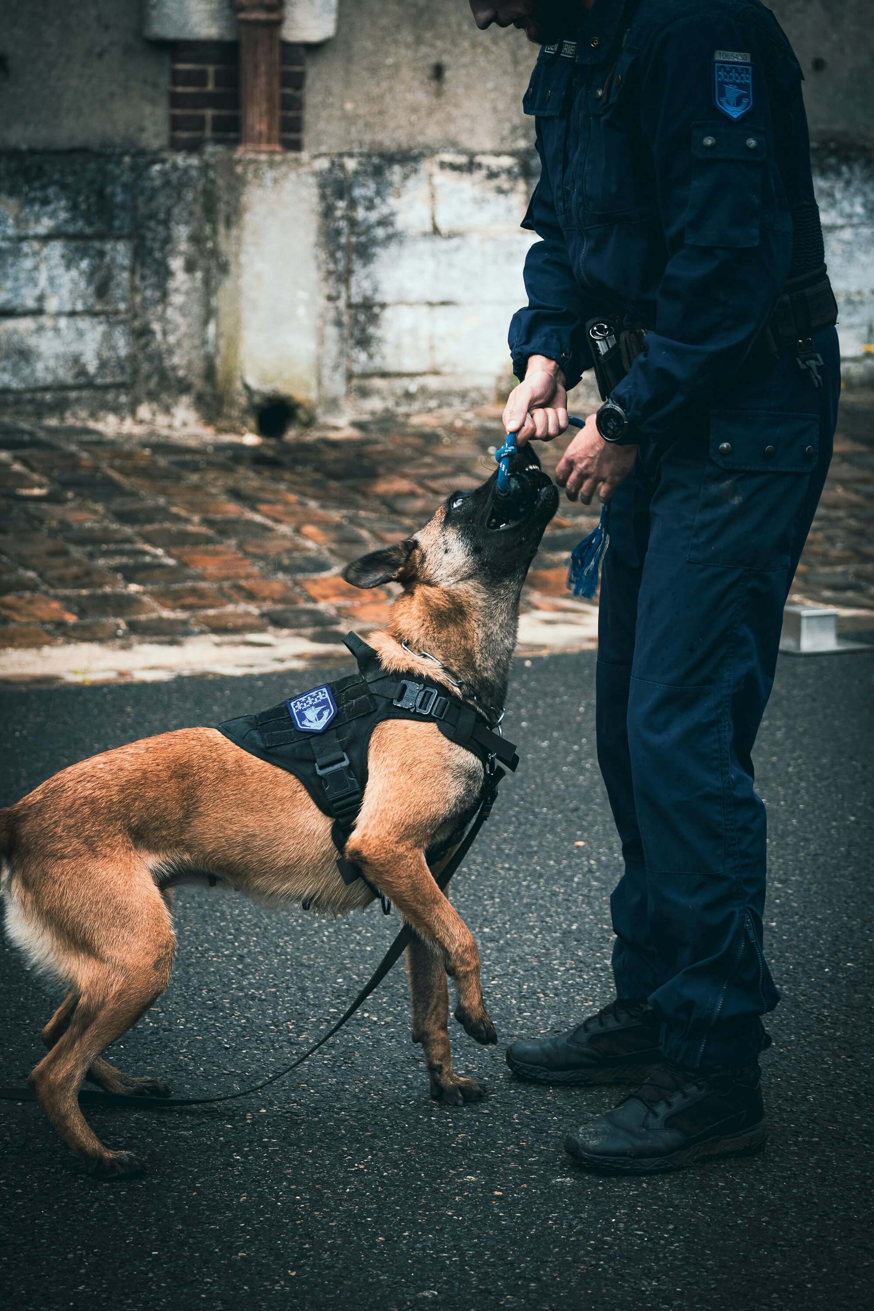 What Dogs Do Police Use