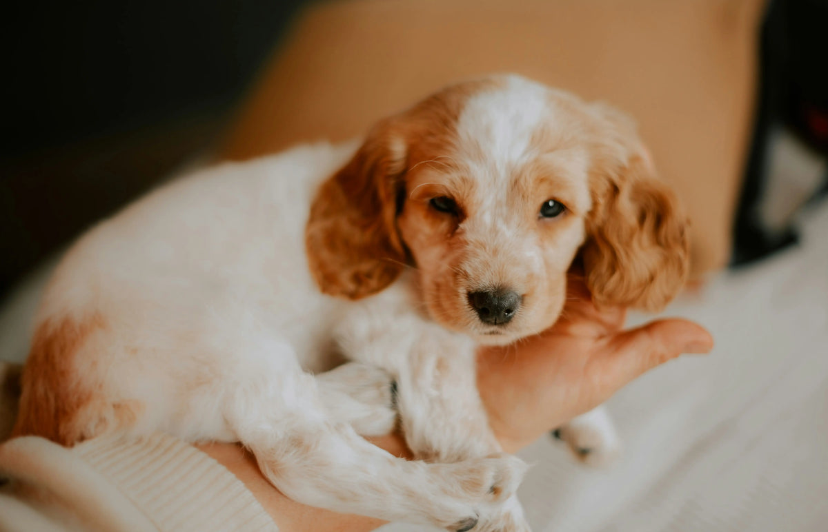 When Can Puppies Go Outside