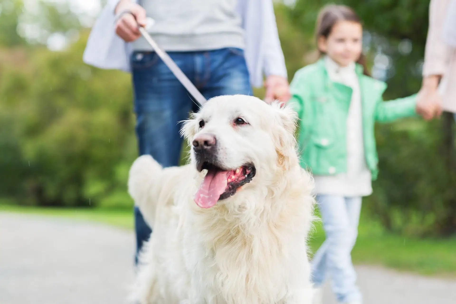 Promoting Mental and Physical Well-Being: Daily Care Routines for Dogs in Single Kennels