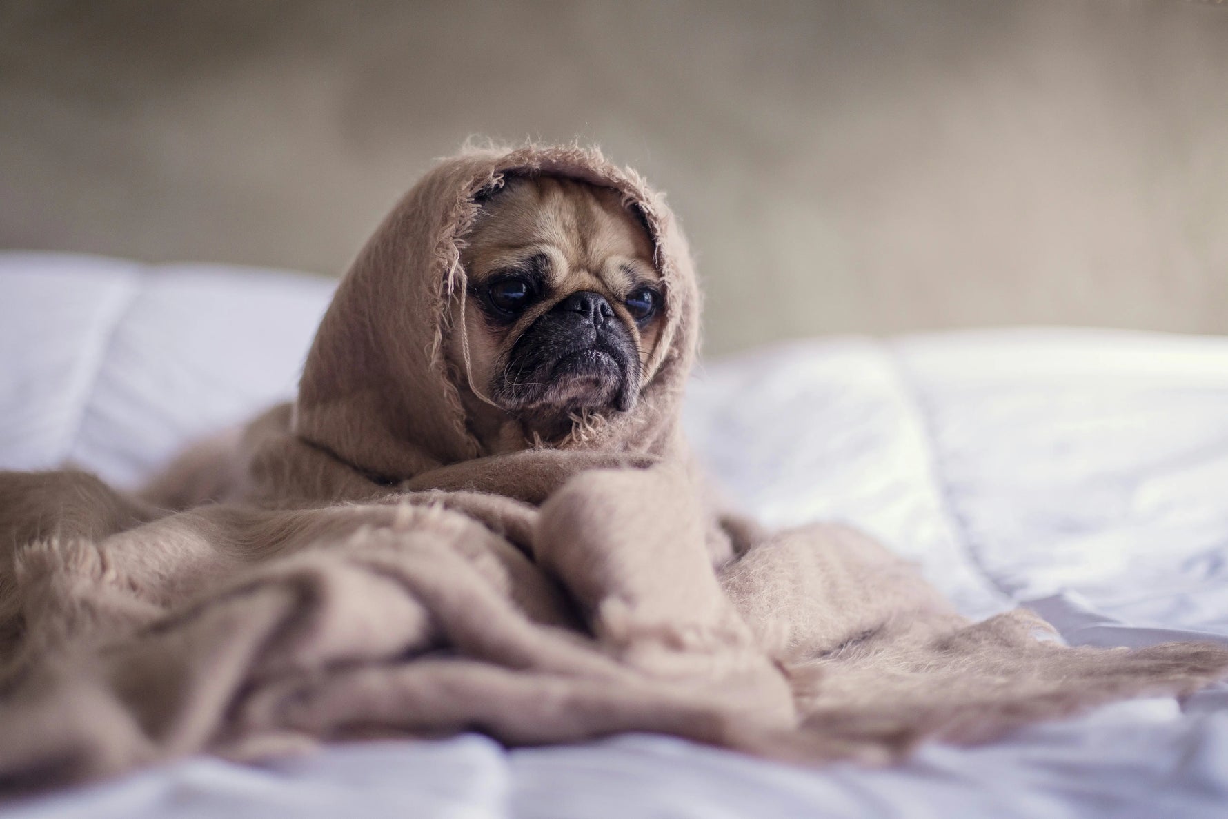 Can Dogs Get Colds