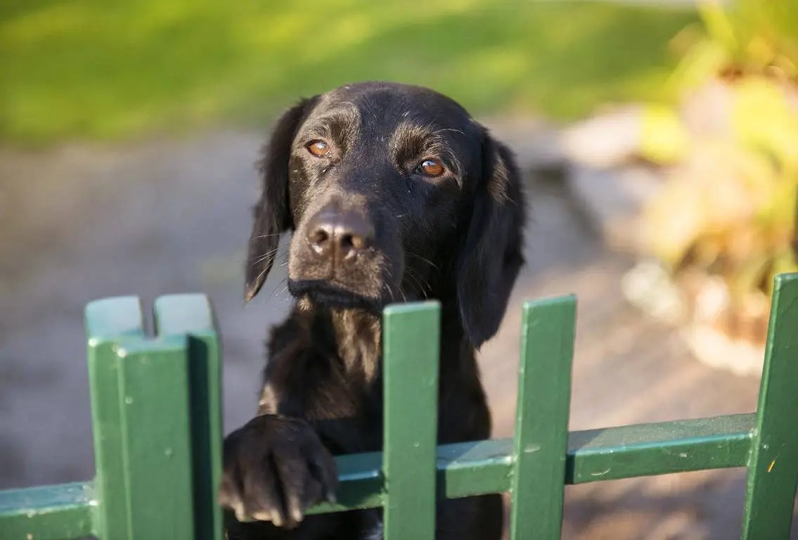 Ensuring Outdoor Safety for Dogs: Essential Tips and Guidelines for Kennel Owners