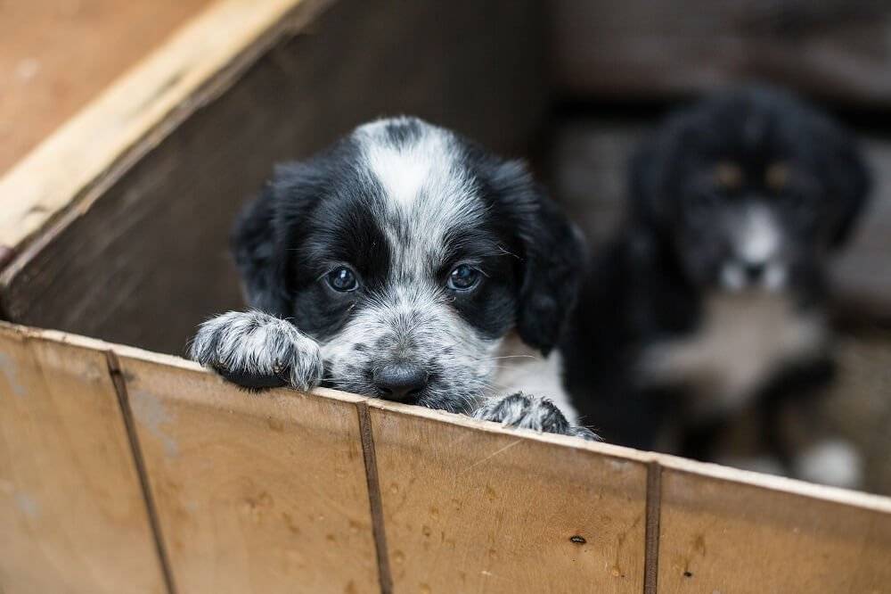 puppy being rescued from dog shelter