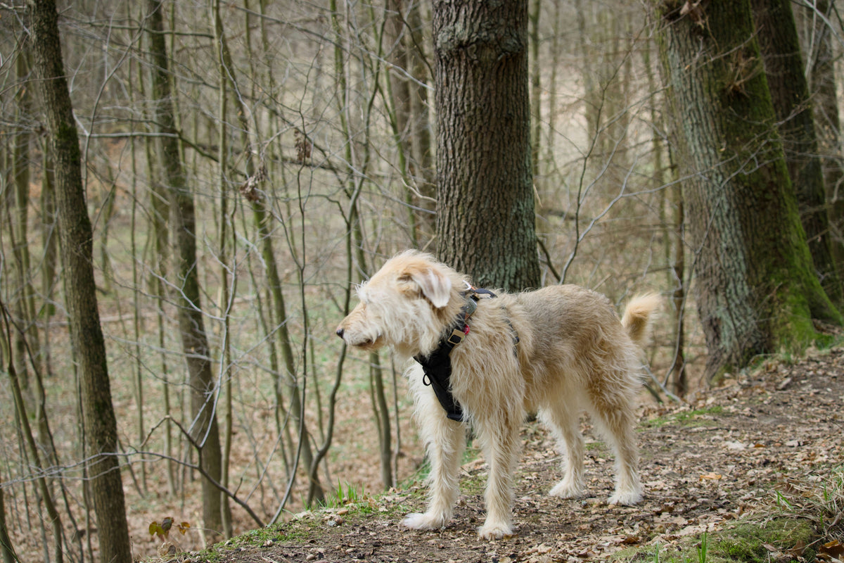 dog outside