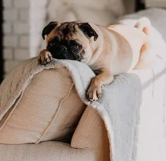 How To Stop Your Dog Chewing Their Paws