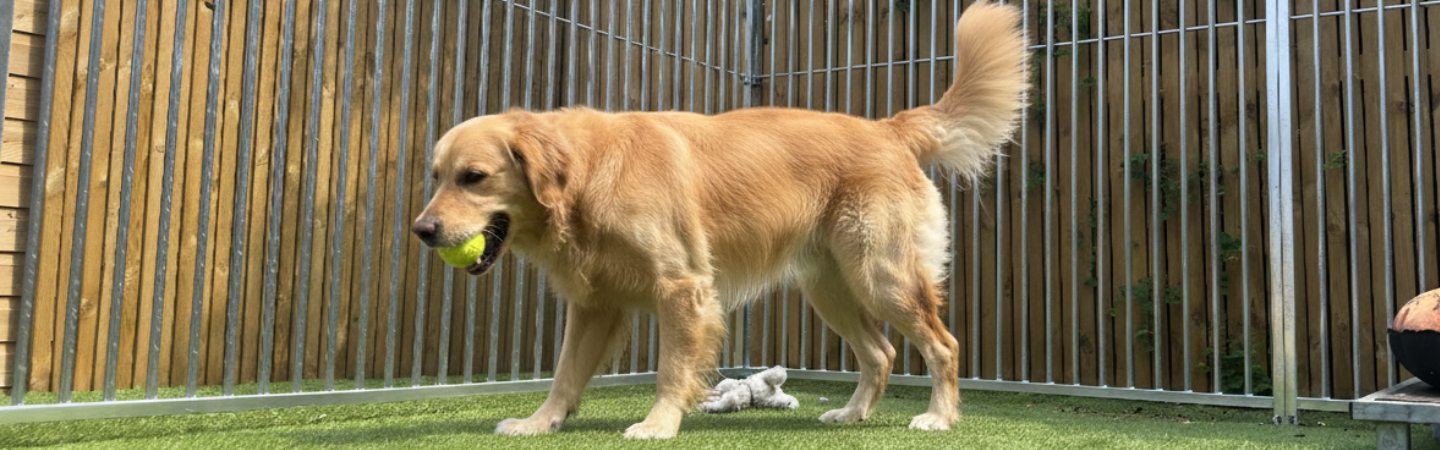 Why Does My Dog Put Himself in His Kennel?