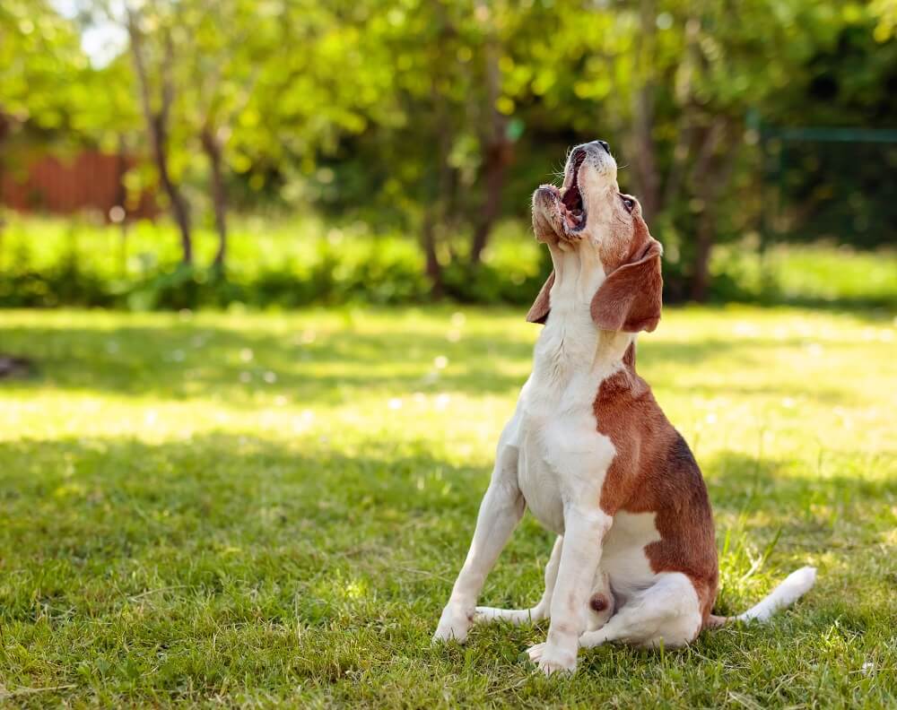 How To Stop A Dog Barking With Positive Techniques