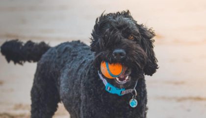 black dog being taught how to stop barking