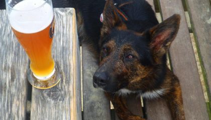 dog friendly pub Yorkshire