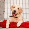 crate training your dog