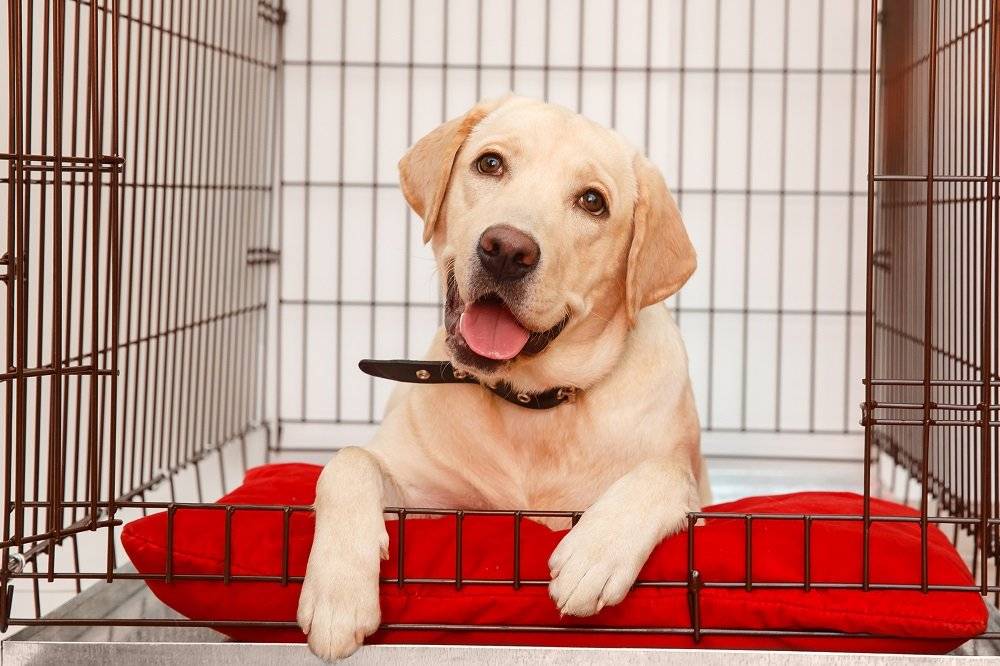 How To Approach Crate Training Your Dog Benchmark Kennels