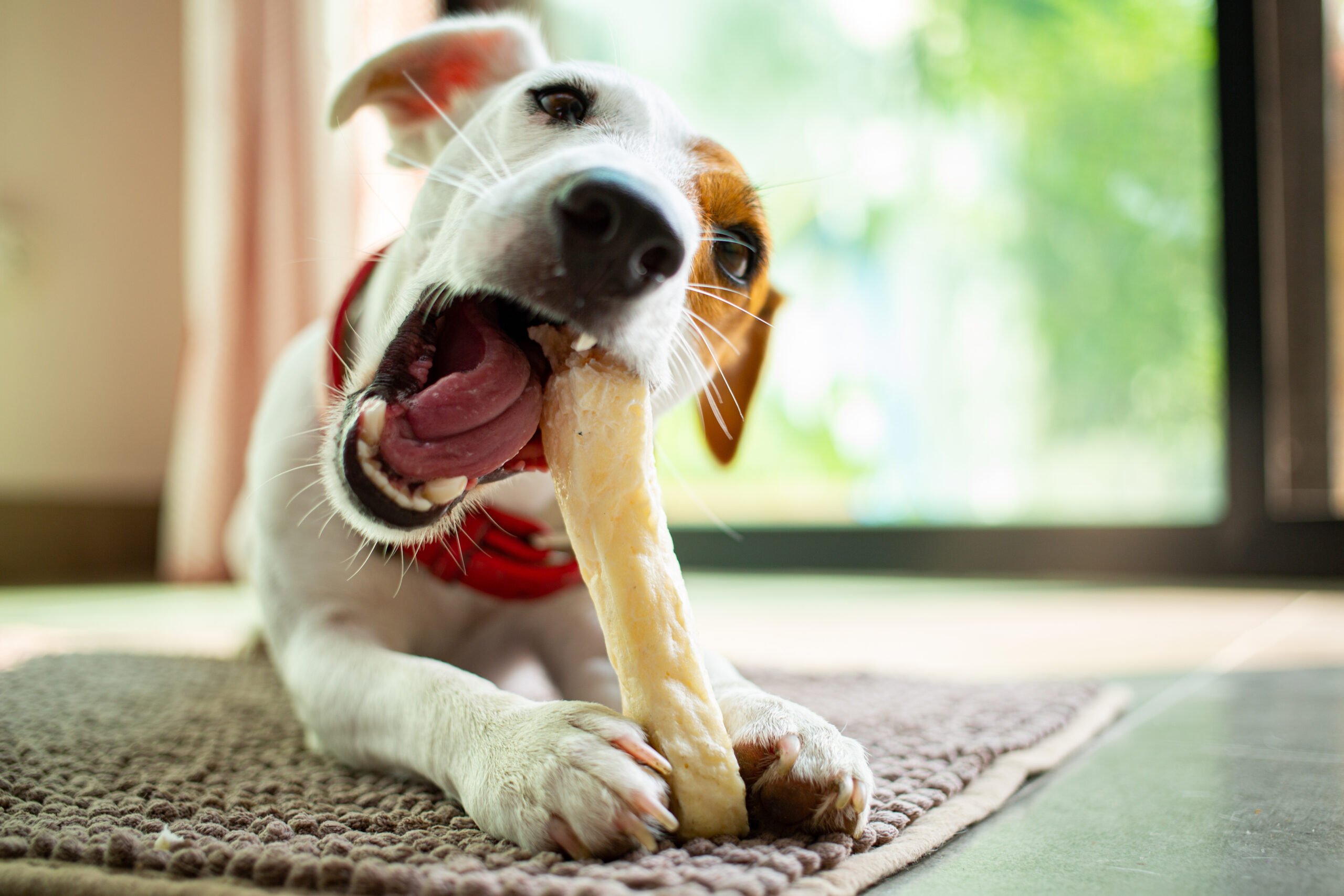 how-to-stop-your-dog-s-destructive-chewing-benchmark-kennels