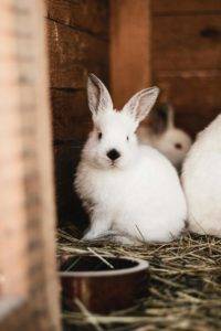 White bunny with a cute dark nose in a hutch. A bowl is at the forefront of the image and there are two more white rabbits in the background