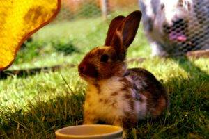 Bunny sat in the shade with their ears pricked up. The Bunny has different shades of brown on its head, a white belly and brown behind. 