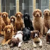 Multiple dogs stood in front of a kennel