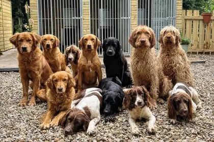 Multiple dogs stood in front of a kennel